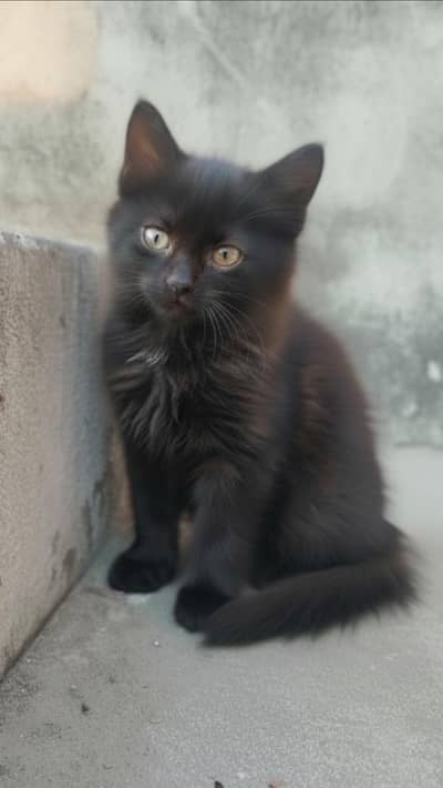 adorable black kittens