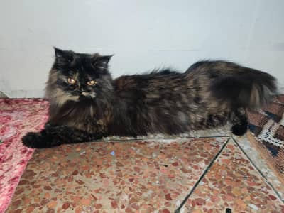 Female Persian