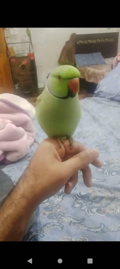 ring neck hand tamed ND talking