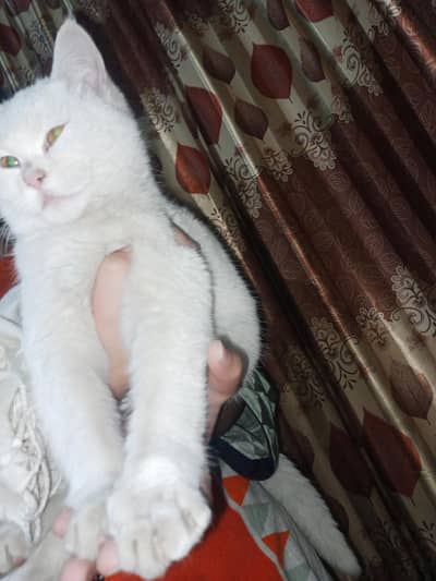 beautiful Persian double coated female