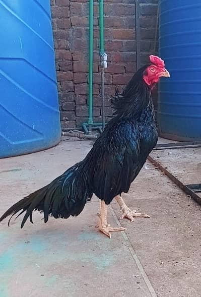 Aseel lasani cross long tail