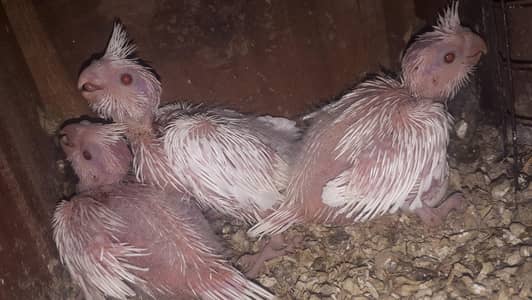 cocktail pure eno red eyes chicks