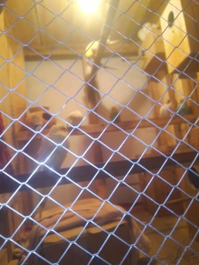 all setup for sale cocktail, Australian, love brids