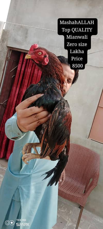 only call WhatsApp number ASEEL murga