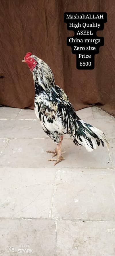 only call WhatsApp number ASEEL murga