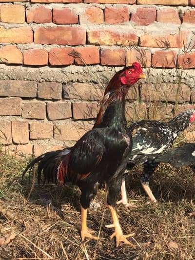 gis Bhai na shoke Karna ha season ka Lia tayar ha