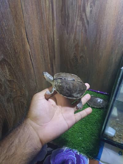 turtle for sale 2 pcs