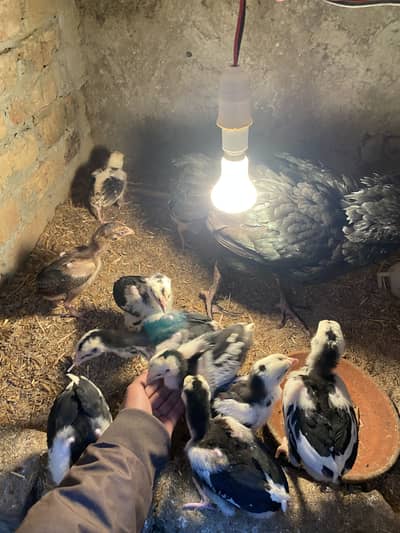 Aseel murgi and aseel chicks 03264309582