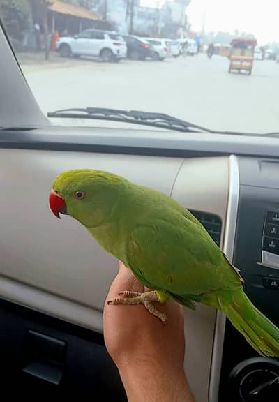 HandTame Ringneck For Sale | Healthy and Active