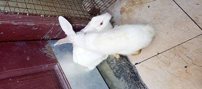 White breed with red eyes