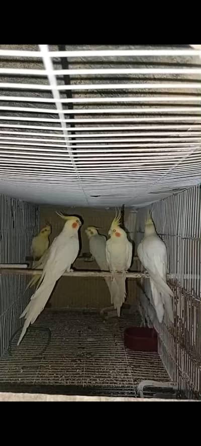 cream cocktail & lotino