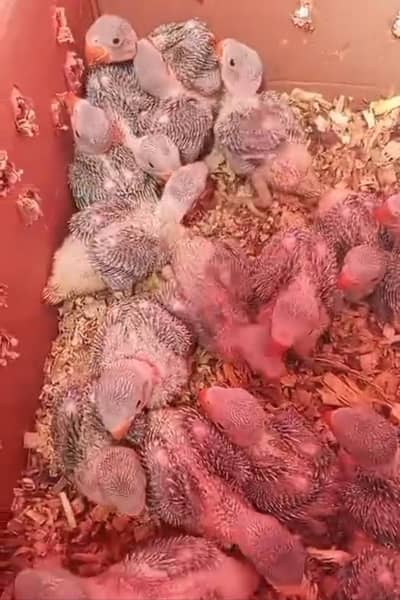 Local Kashmiri pahari chicks