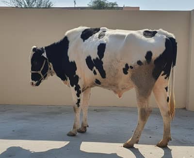 Holstein Friesian Bull For Sale