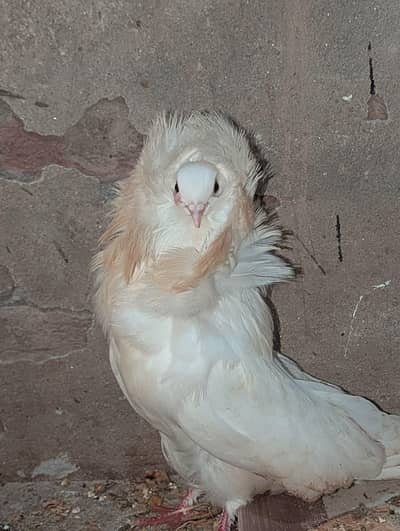 jacobin triple hud important blood line breeder female