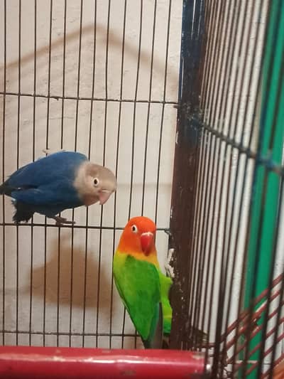 Love birds 2 breeder pairs
