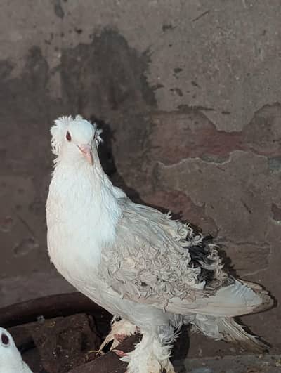 cream bar frill breeder female 03068884271