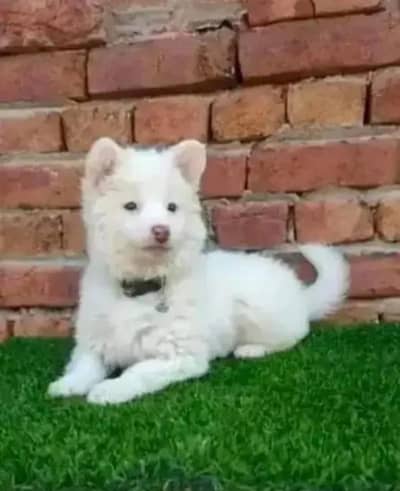 Russian puppy Dogs for sale 2 month WhatsApp no 03248790419