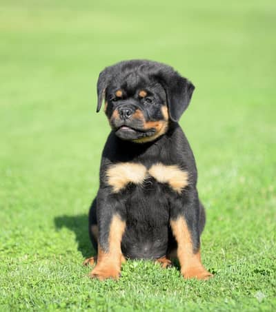 Rottweiler punch face top quality puppy for sale