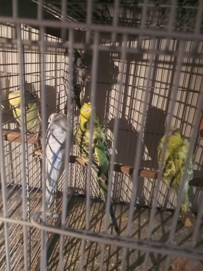 Hogoroma and exbition