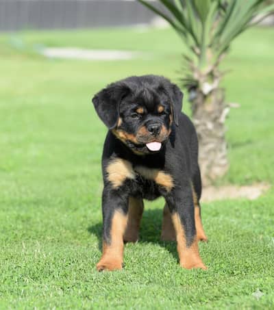 Rottweiler punch face puppy for sale