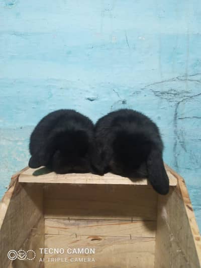 ہالینڈ لوپ فل بلیک