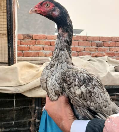 kurak aseel burmi female