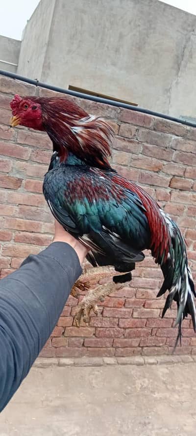 amroha lasaani cross