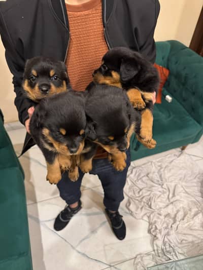 ROTWEILLER PUPPIES