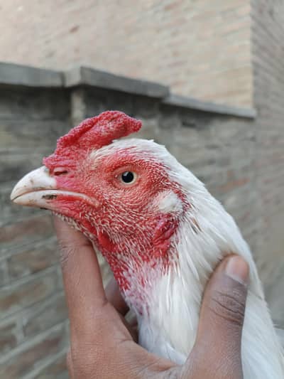 jis Bhai ko chaye rabta kray kami peshi ho jaye ge