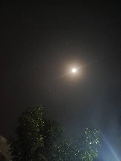 Black German shepherd Long coat, heavy bone structure for stud / cross