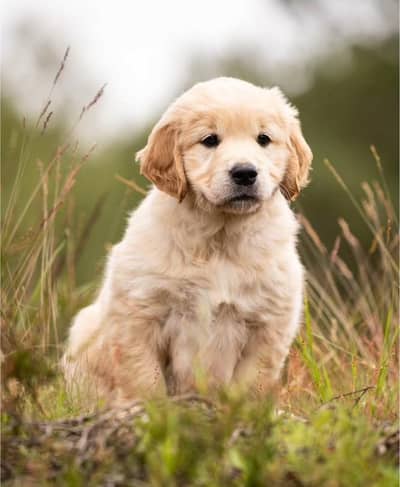 Golden Retriever Puppy | Retriever puppies | Dog for sale