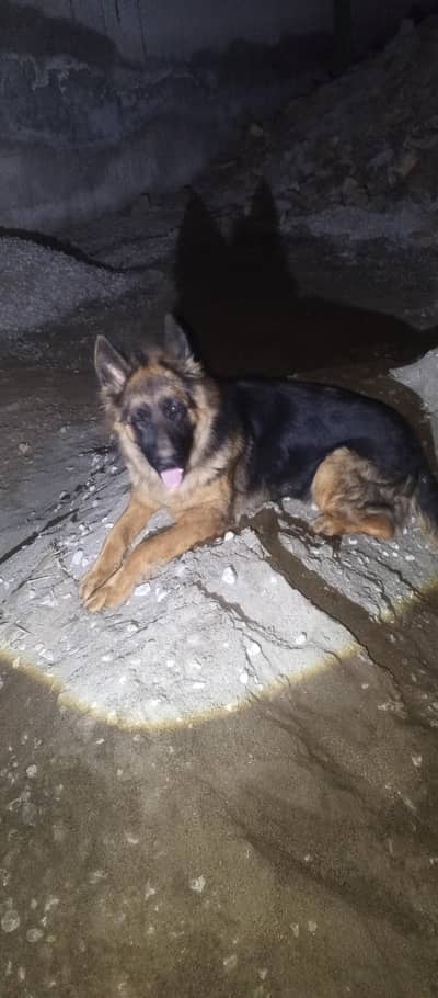 GSD Long Coat Female