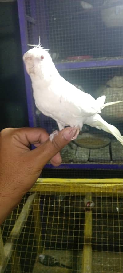 Eno cocktail handtame and pin feather avl