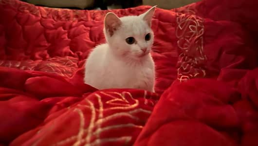 White persian 3 months old