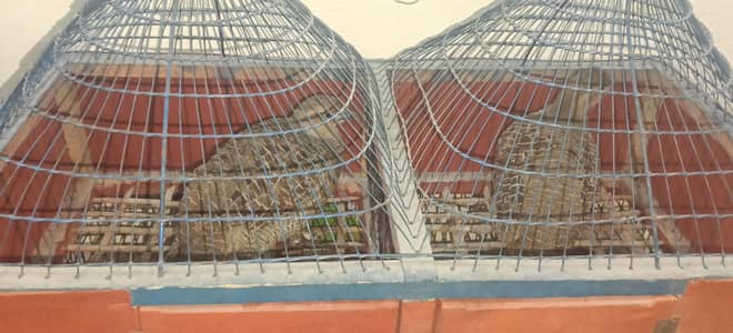 Irani teetar pair breather