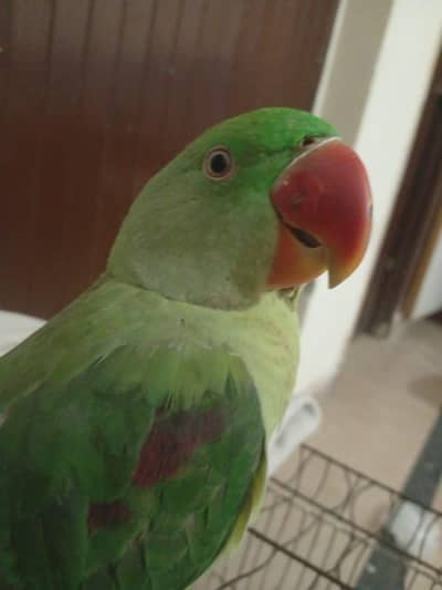 raw parrot
