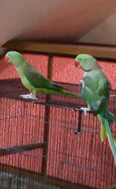 raw parrots beautiful pair