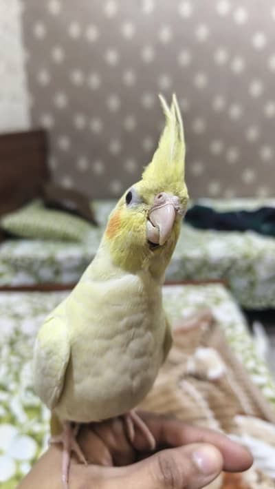 urgent sale cz of space