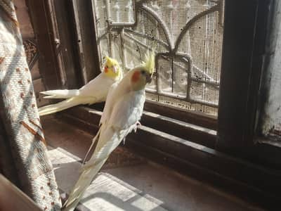 Cockatiel Pair (Hand Tame)
