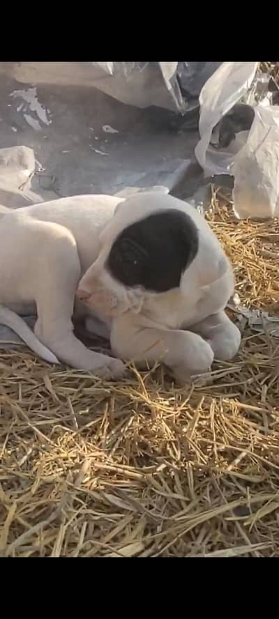 home breed father and mother available