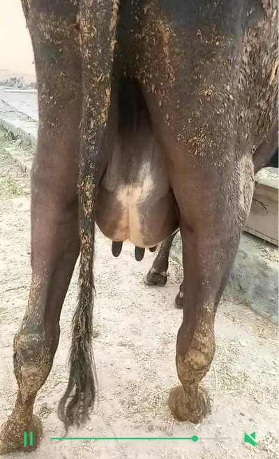 گاے دوسرا وارا ساتھ وچھی دودھ 10 کلو