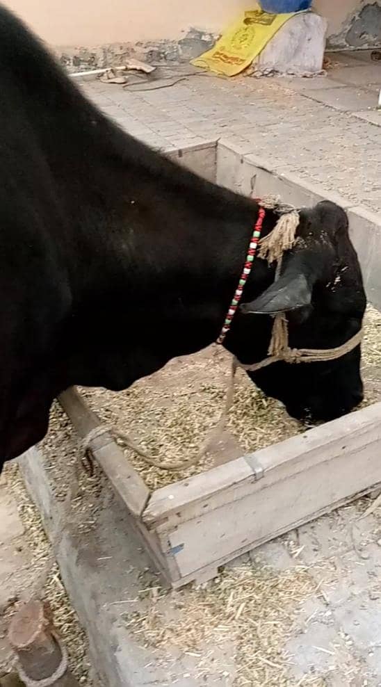 گاے دوسرا وارا ساتھ وچھی دودھ 10 کلو 1