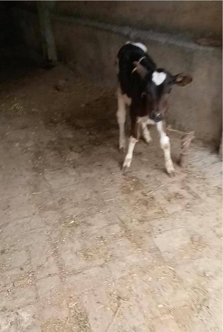 گاے دوسرا وارا ساتھ وچھی دودھ 10 کلو 2