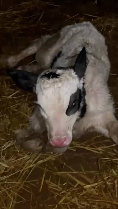 freezin cros 25 litr + 1 din ki soi 6 jan26 kad 6 ft 10 ft lmbi