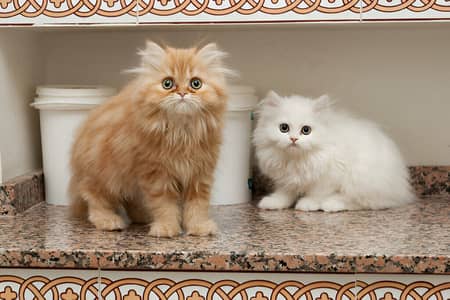 Persian Kitten Pair urgent sale