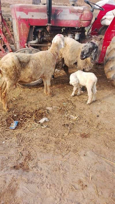 2 mundri female sheep  with one  one male