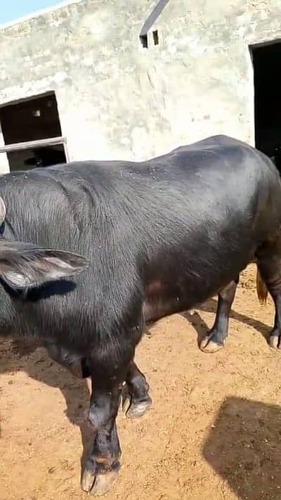 neeli | bull | wacha | katta | 6 dant | bull for sale