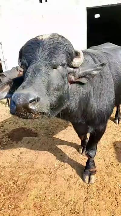 Neeli Bull For Sale
