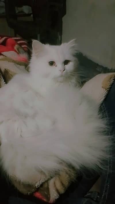 Persian Cute Cat
