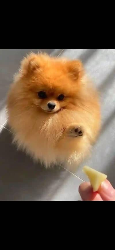Pomeranian